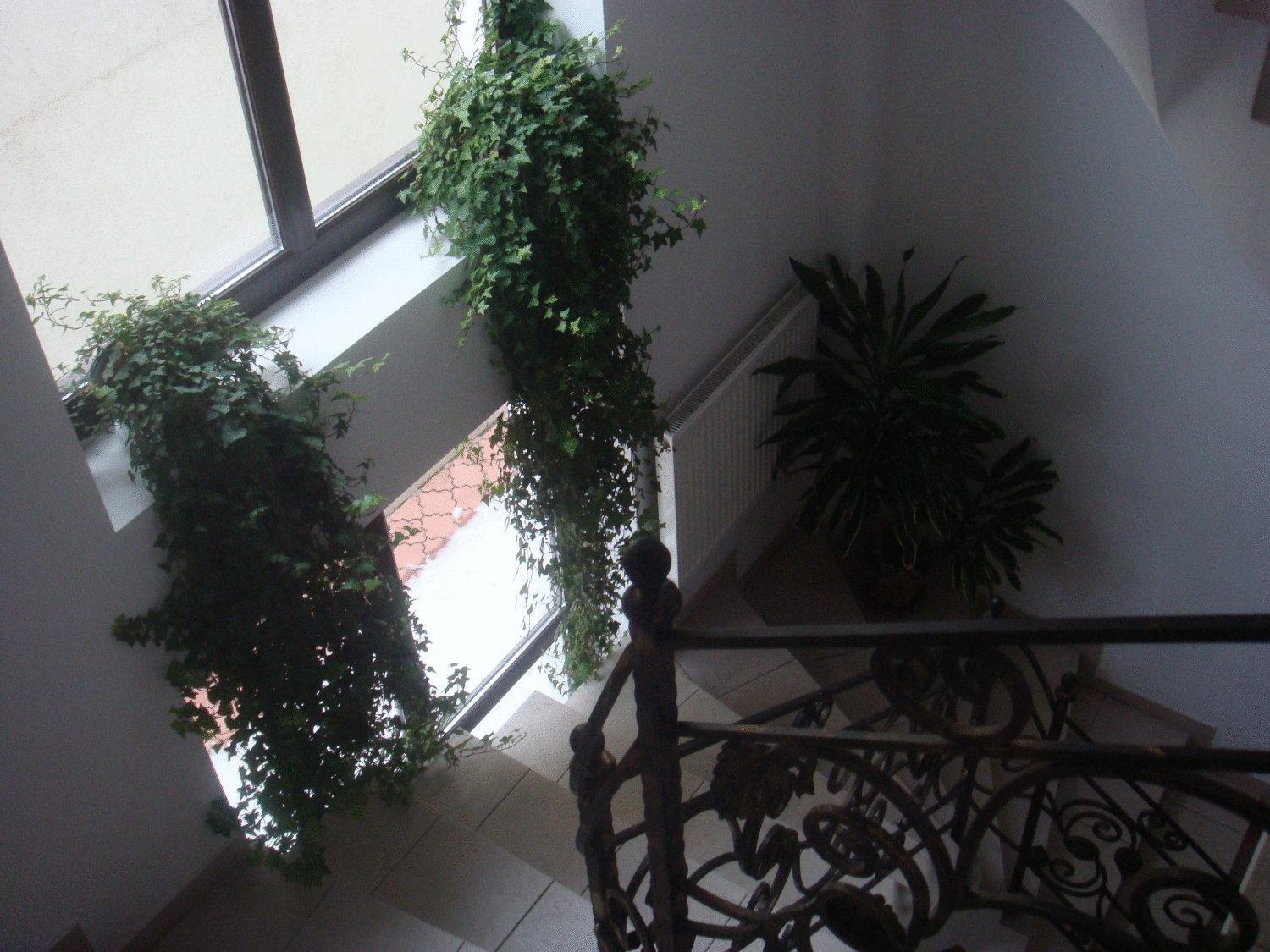 Villa Edera Residence - Gazda Profesionista Bukarest Exteriör bild